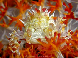Candy Crab at batangas by Andrew Macleod 